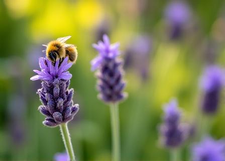 Pollinator pathway project